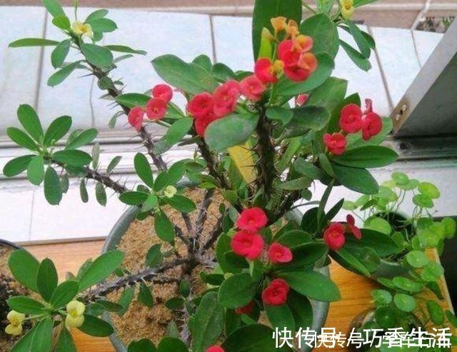 小花|6种花,得“虐”养,少浇水,用破盆,越不管长得越好!