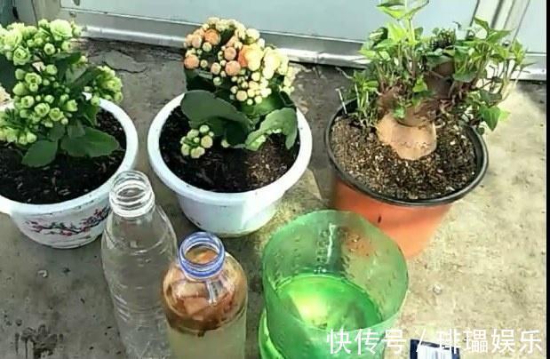 养分|家里常扔的一种“皮”,水里泡一泡,浇花响当当,叶片肥壮花儿旺