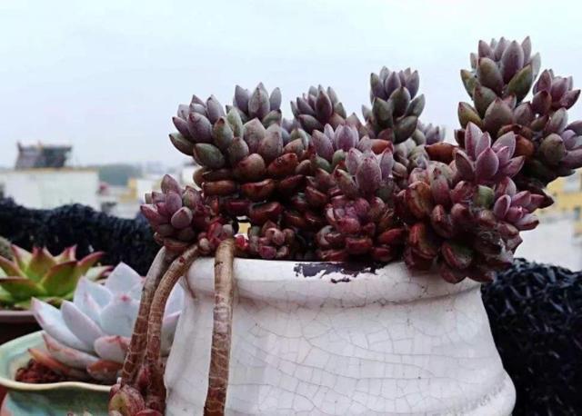 多肉变老桩，选盆不能凑合，用大盆效果差，教你不用颗粒土养好
