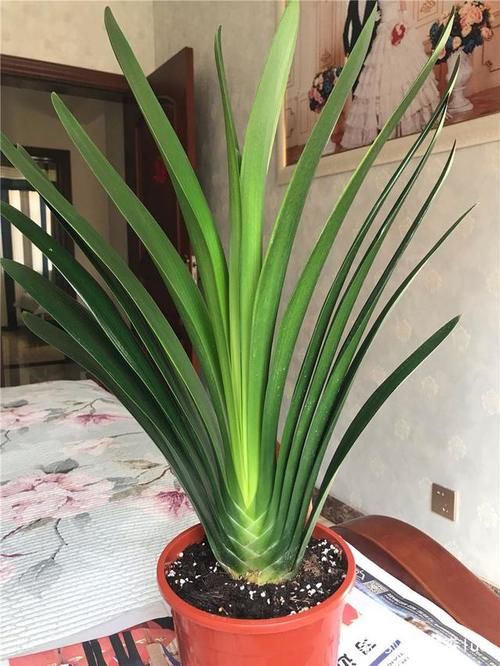 君子兰：叶大“流油”，花多“压”枝，4个小技巧，搞定！