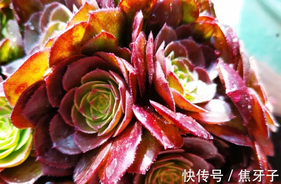 法师适时换盆很关键,注意好这些,控养容易爆头快