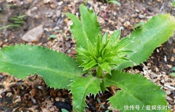 农村生长这种多年生草本植物,叶子带刺,却有治疗水肿病的功效