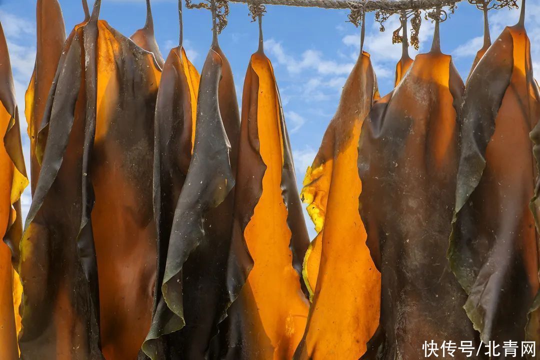 海藻|裙带菜和海带有啥区别？哪个营养更丰富？别再傻傻分不清了