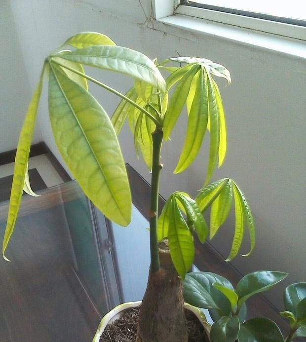 给发财树浇水加点“料”，不烂根，不黄叶，新芽“噌噌”长