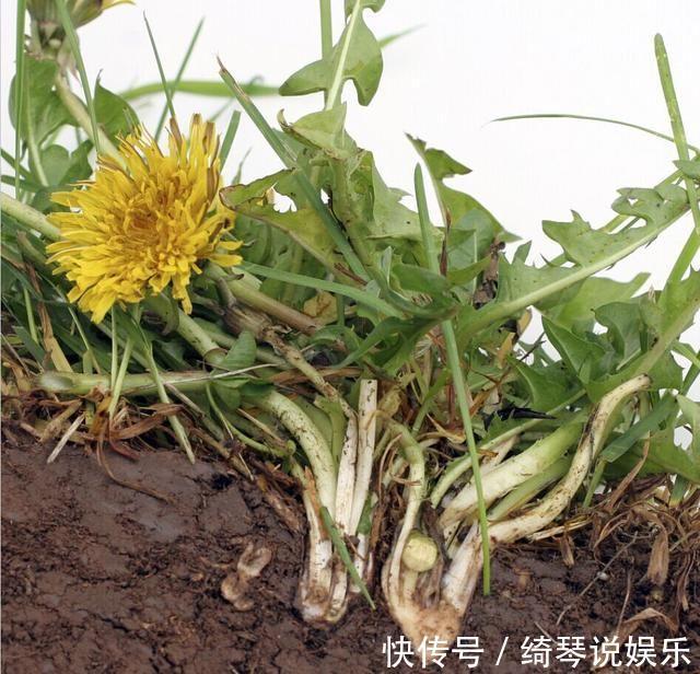 禁忌|用蒲公英泡水“养生”，祛湿热、治胃痛，要记住3大禁忌，莫喝错