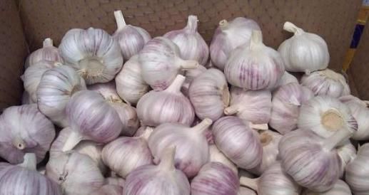 大蒜|大蒜百利而一害,而且危害极大,很多人不清楚,直到住院才明白