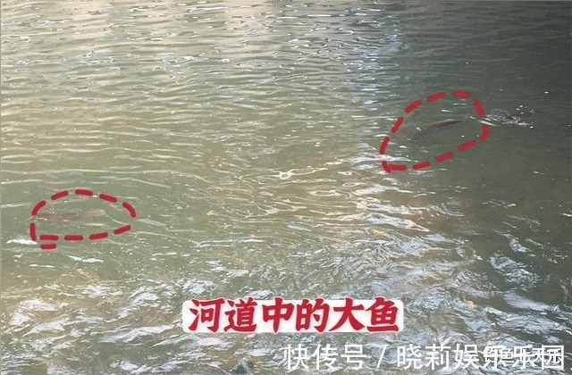 胡须|珠江“大鲶鱼”,被钓鱼人频频钓起!能不能吃?钓友:数数胡须的数量