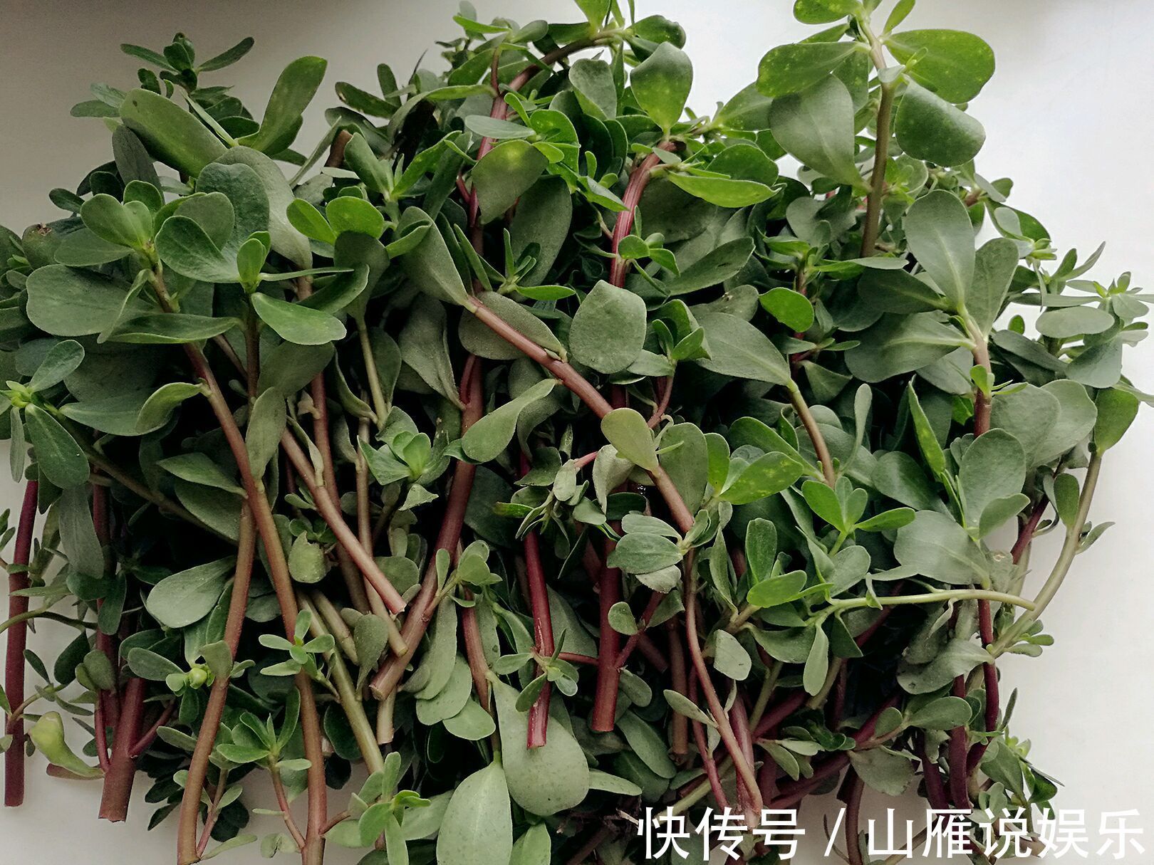 喂猪|农村里村民拿来喂猪的野菜，其实是白发的“克星”，白发悄悄变黑