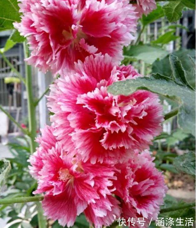 肥料|4种花是花中劳模,一年四季开花不断,美的不像话
