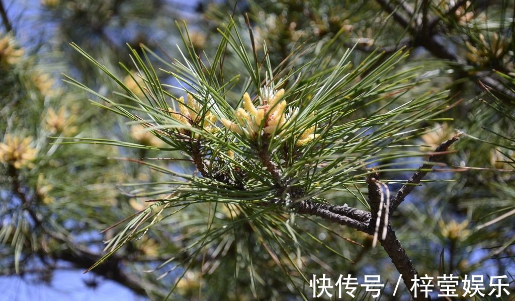 失眠|山里的这“针”，能治便秘与失眠，必要时还是急救良药