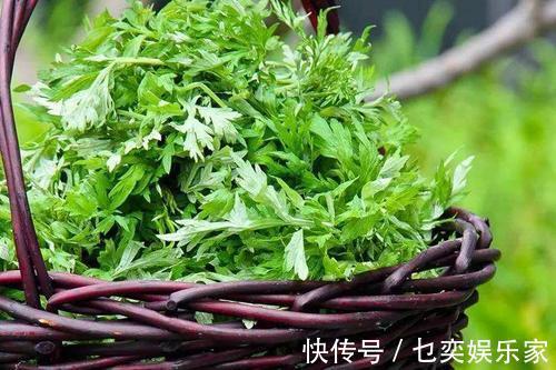 鲜美|农村田间地头常见6种野菜,鲜美可口,营养丰富,谁吃谁“长寿”