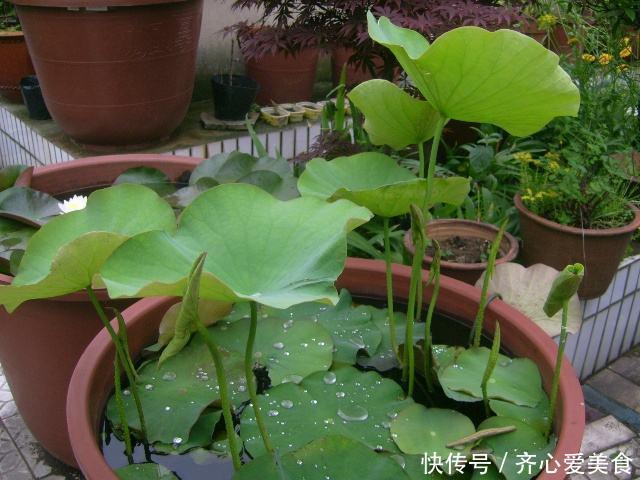 找个旧的大水缸,里面埋节藕,呼呼长出好多藕,产量惊人