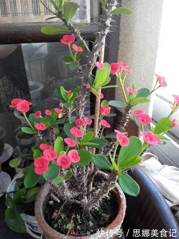 奶奶对我说卧室别养5类花，仔细想想，不是迷信，而是真的有道理