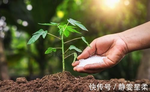 一年中什么时候最适合给月季施肥呢?