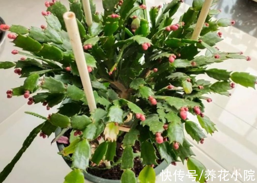 花芽|马上到10月，3种花该给它补肥，好让它分化花芽，多长花苞