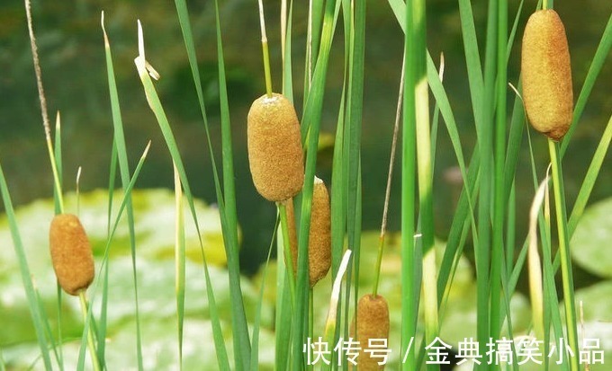 野草|农村一种野草,果实酷似香肠,水下藏着美味,营养也十分丰富