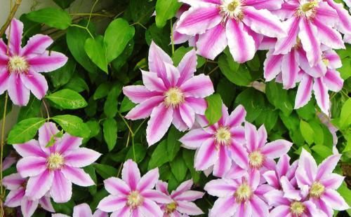 她养了5年铁线莲，花开不停，仙气十足，总结出3个技巧