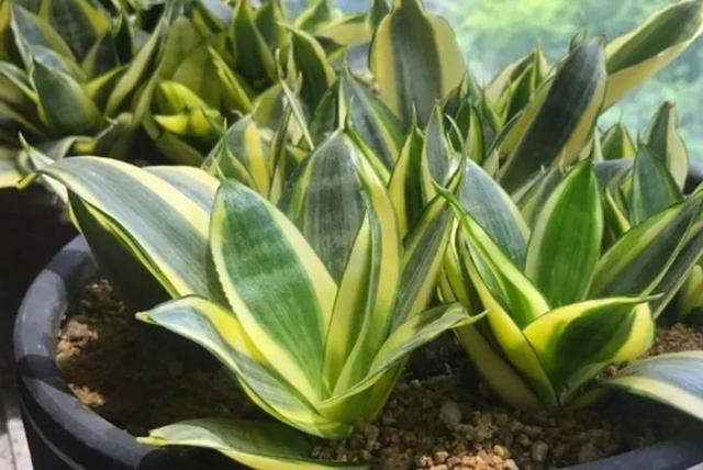 家里养盆虎皮兰,小花盆、挤着养,疯狂开花爆小崽!