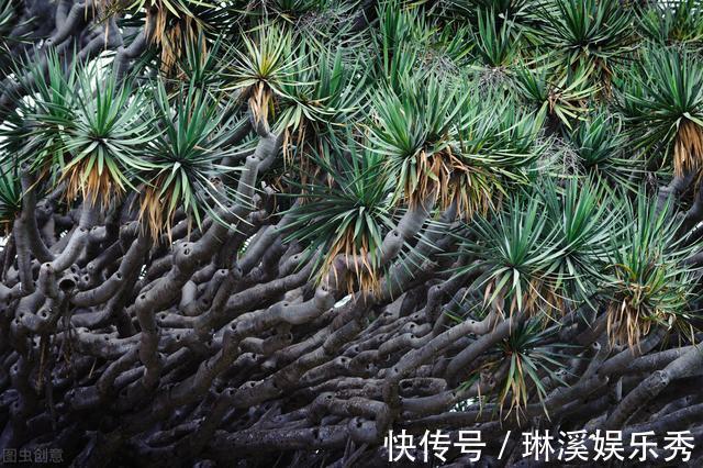 透气性|龙血树，植物中的“万岁爷”，很多人当普通绿植养，其实很珍贵