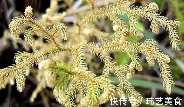 植株|小溪边,1种野草像“蜈蚣”,名称是“铺地蜈蚣”,甚是珍贵