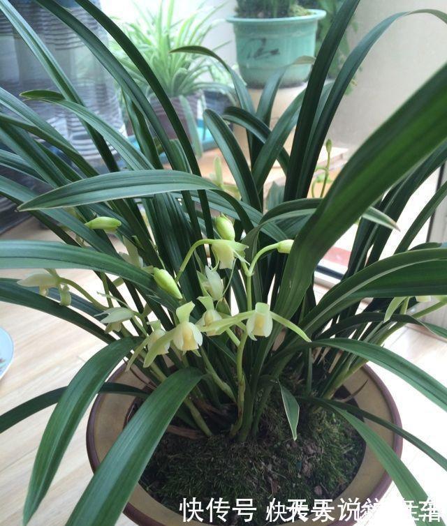 嗖嗖|养兰花“第一步”,做好了,花箭嗖嗖冒,越长越顺利