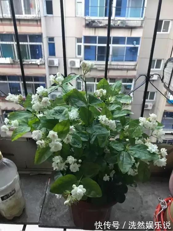 孕蕾|5种花爱晒太阳,越晒花越多,很快就能爆盆!