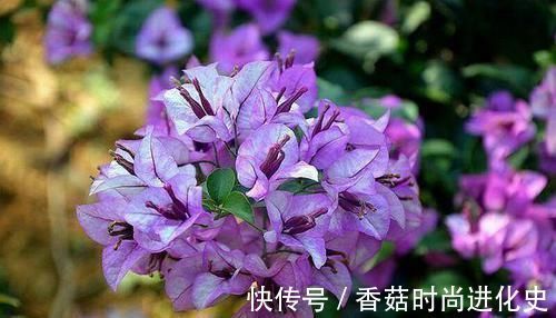 老桩|这三种花不爱喝水没事多晒晒,憋出一圈大花苞,越养越贵气