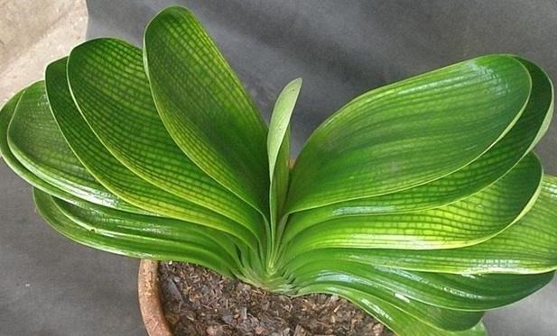 老花农透露6个养花技巧！学会后，花草养的旺，年年受用！