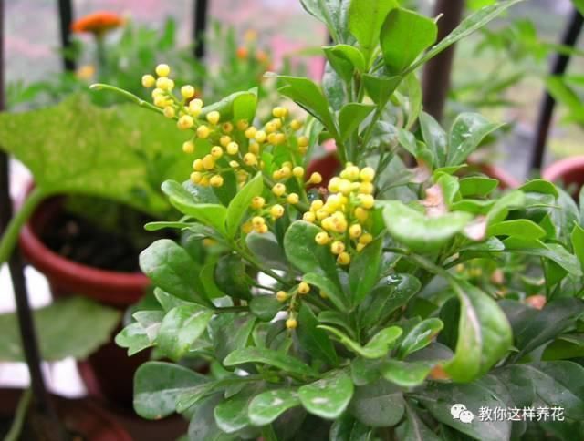 花香味|阳台就养这些花,花香味浓,久聚不散,香味飘满屋!