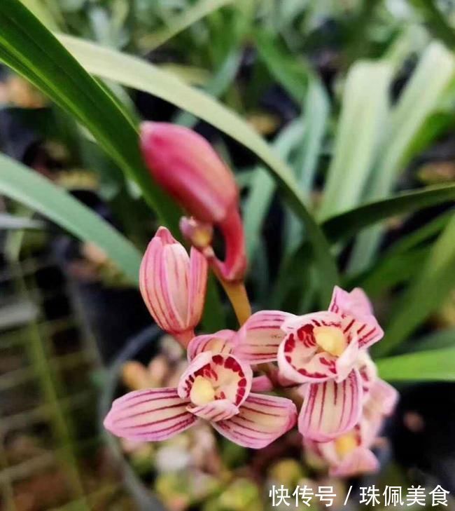 以“香味”著名的兰花,正格荷瓣,花香四溢,易芽易花,四季开花