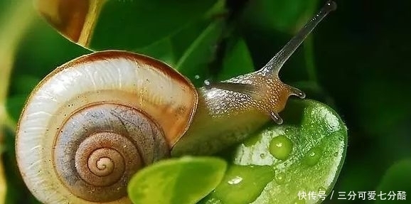 美容院用活体蜗牛做美容,方法是趴在脸上,你可以接受吗