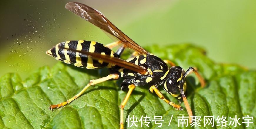 人类|蚂蚁勤劳吗 78%蚂蚁在干活, 22%蚂蚁在聊天