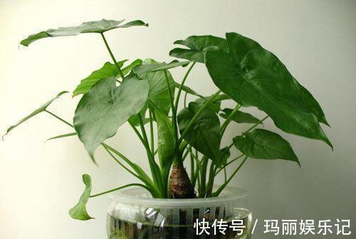 绿植|室内养殖花草,该注意哪些?挑选什么品种合适?