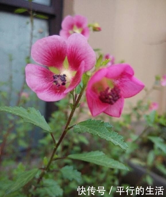 花卉|最值得拥有的漂亮花卉,花开爆盆,四季开花,养上一盆真的是绝美