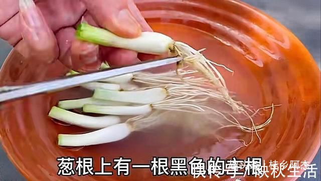 挥发油|扔葱根等于扔钱,葱根原来是个宝,作用这么厉害,太实用了