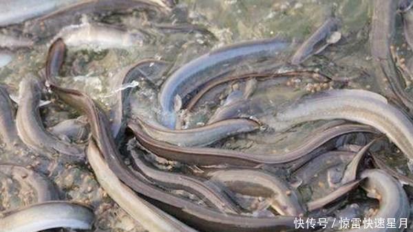 dh它形似一条鳝鱼,我国少有人吃,日本人却视为“长寿鱼”大量进口