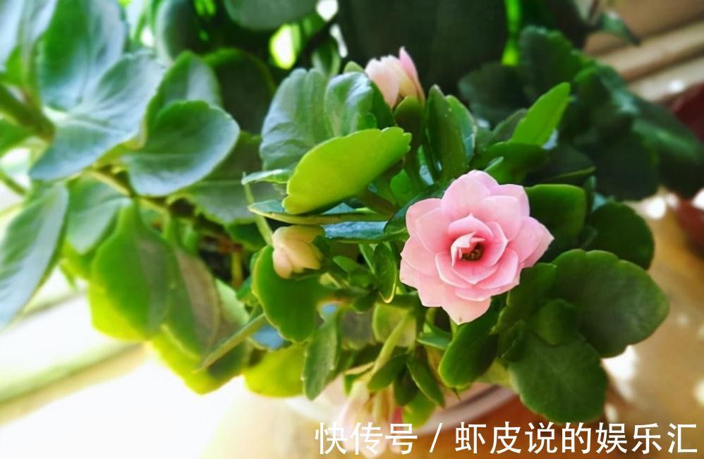 植物|7种“懒人花”，漂亮又好养，客厅养一盆，大气吉祥，养人又旺家