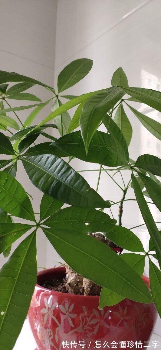 君子兰|大花盆养花不一定好,5种花小盆挤着养,才能越长越旺