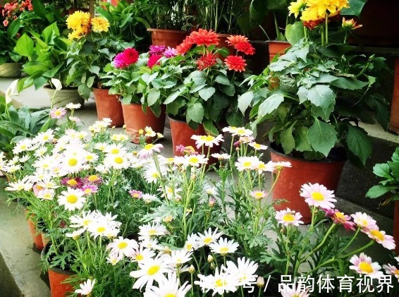 追肥|怕盆栽土硬邦邦，浇水追肥时就用它们，不仅变软了，而且肥力十足