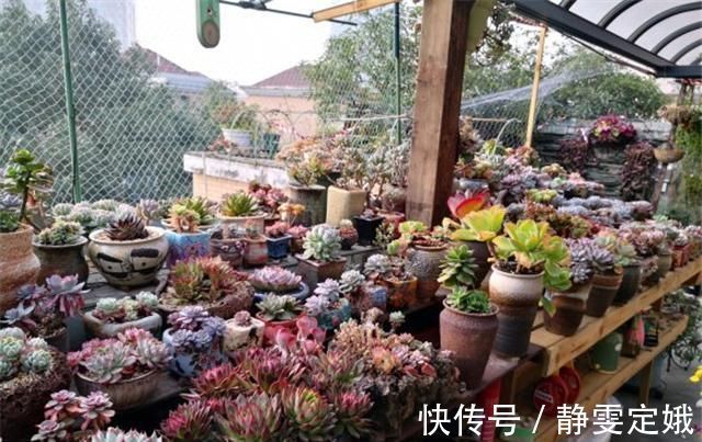 养花不烂根,捡来小东西垫在盆底,叶绿根壮猛开花