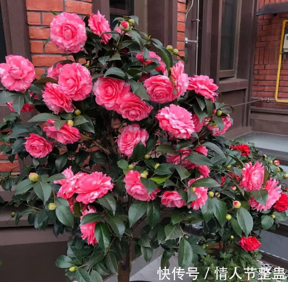 寓意|12种花,建议养一盆,不仅吸收废气,还有“旺财添福”的美好寓意