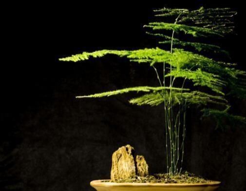 厨房里的“小东西”,拿来养文竹,比绿萝长得快,分分钟成盆景