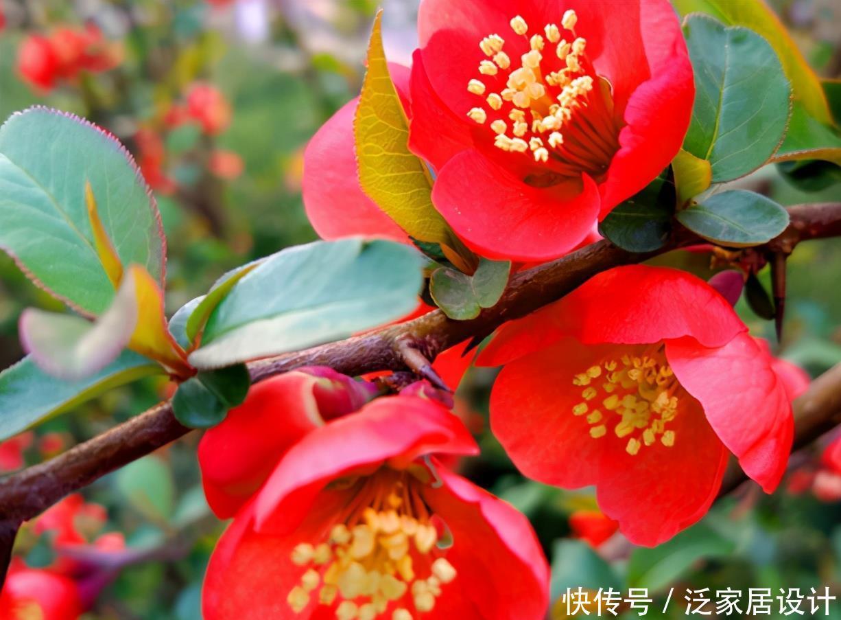 长寿冠海棠花,高颜值老桩盆景!打理好这些开花早又多