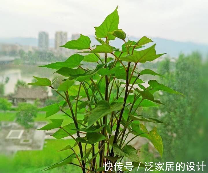 红薯还能这样玩,简单好养,一个月变盆景,生机盎然