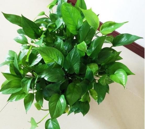 养花就要舍得割,这2种花越割长得就越旺,割1茬只用3周冒新芽