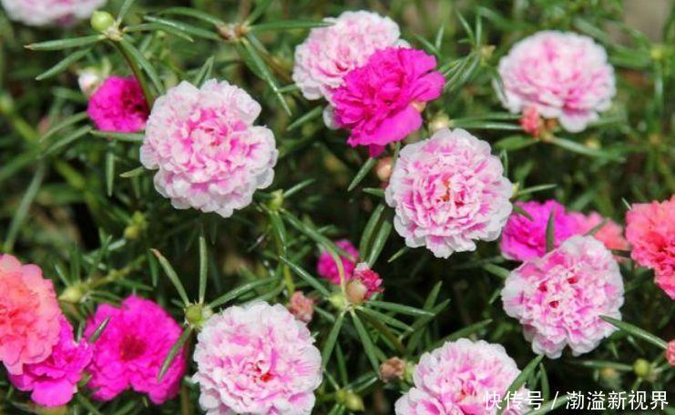 4种花现在养刚刚好,比玫瑰漂亮100倍,花大多又艳