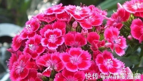 养花|养花就养1盆它，种子撒盆里，1周发芽，开花多，从春开到秋！