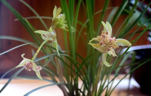 养殖兰花时，谨记僵苗的6个原因和救治办法，解决好了，苗壮芽旺