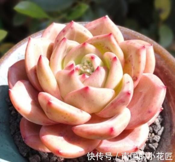 精品|8种莲花座多肉，每一种都是精品，看一眼就入坑了，你养过几种？