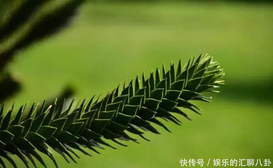 观赏树|家里养几种“观赏树”,高大又好看,寓意很美好